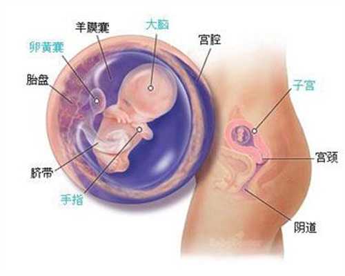 代代孕如何预防宠物病_个人找自然受孕代妈