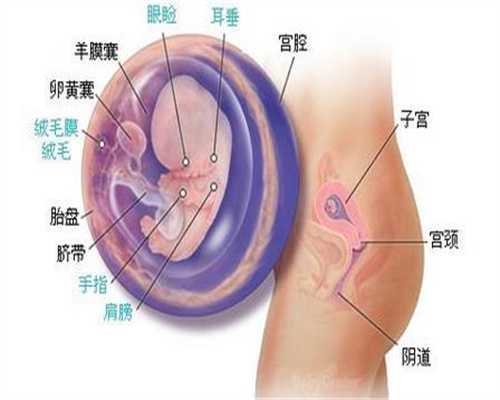 孕周越小药物对胎儿影响越大_广州传承助孕是真